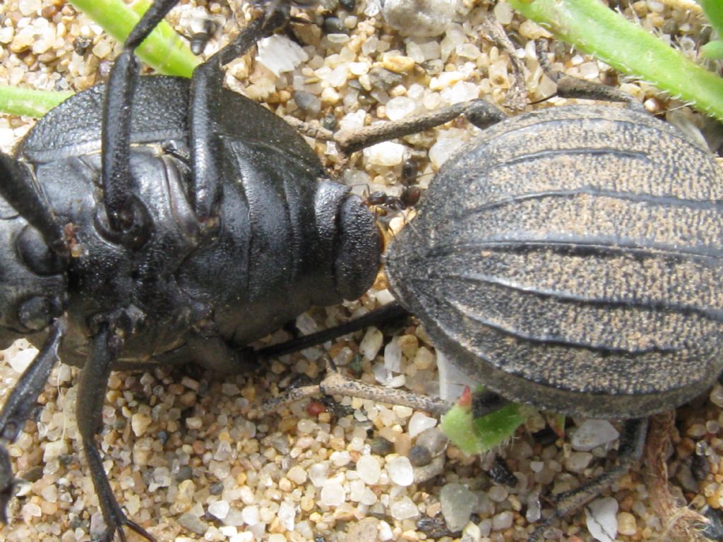 Tenebrionidae: Pimelia bipunctata papii