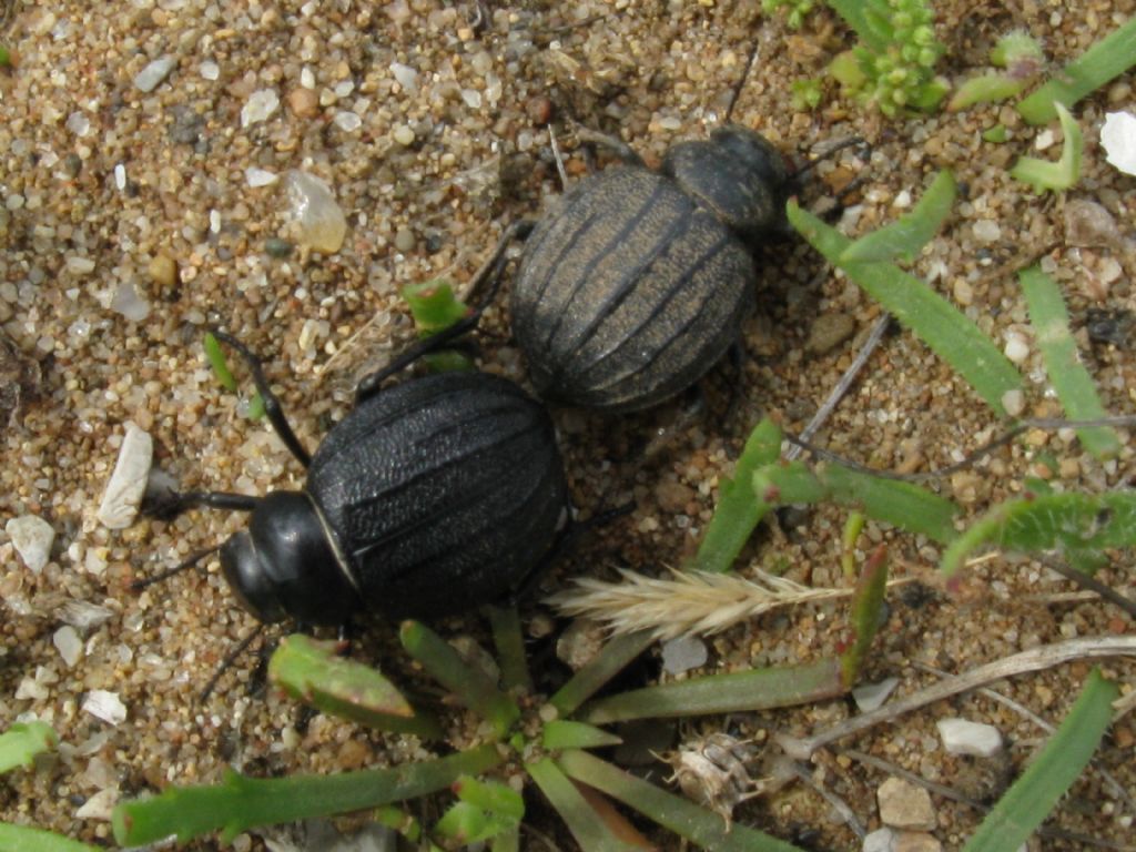 Tenebrionidae: Pimelia bipunctata papii