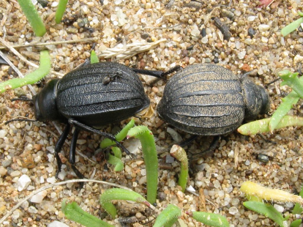 Tenebrionidae: Pimelia bipunctata papii