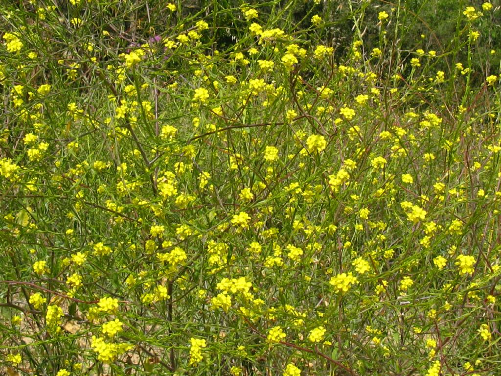 Brassicacea...?