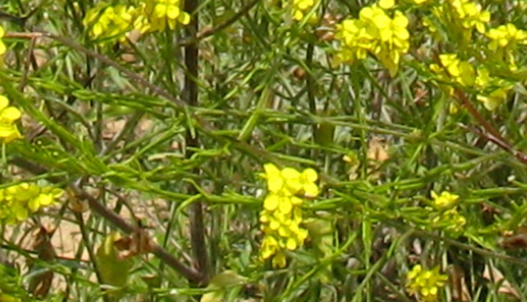 Brassicacea...?