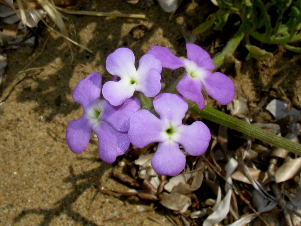 Matthiola tricuspidata