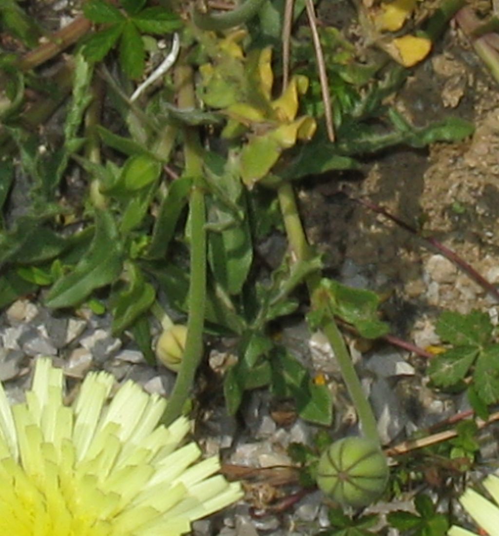 Urospermum dalechampii?  S !