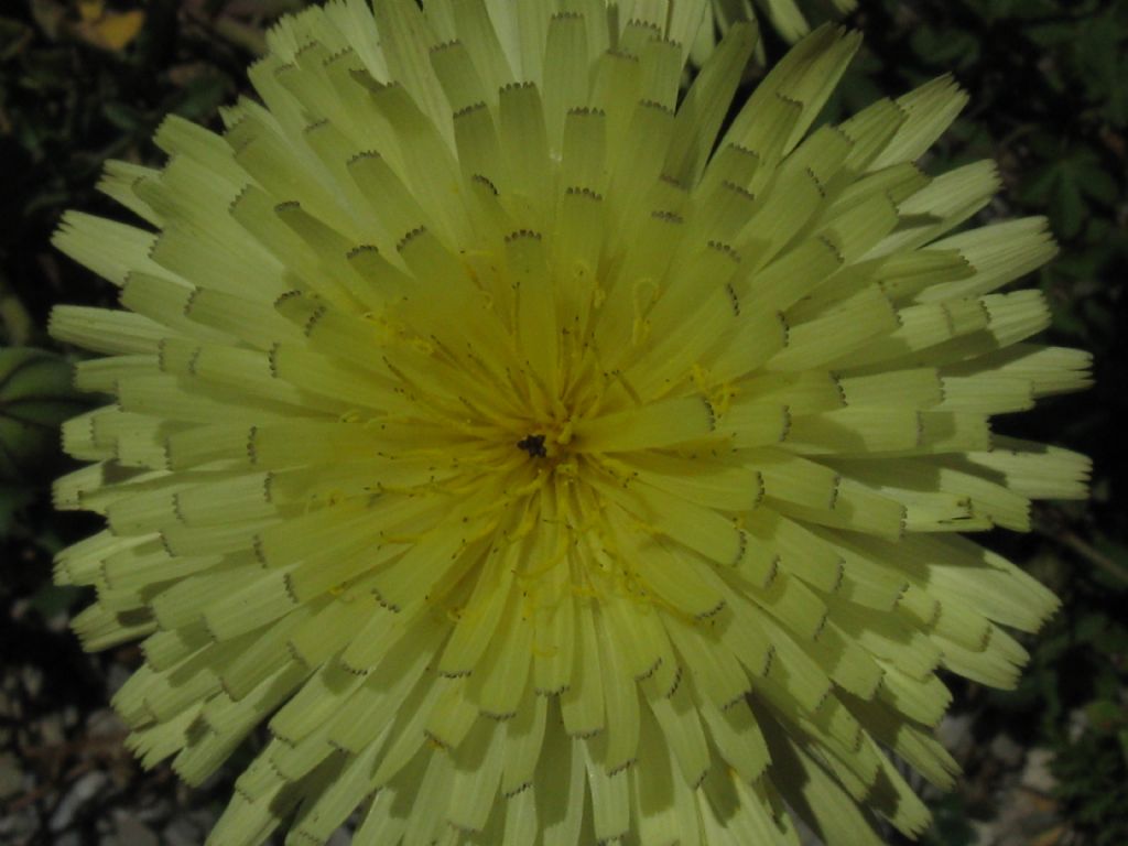Urospermum dalechampii?  S !