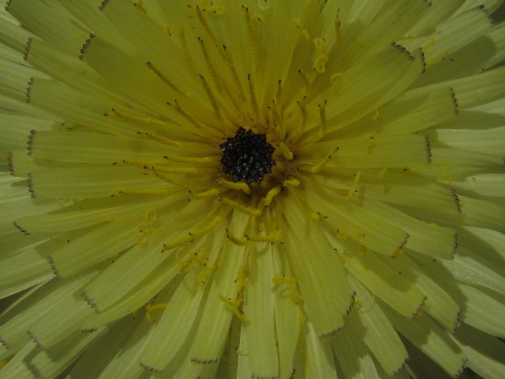 Urospermum dalechampii?  S !