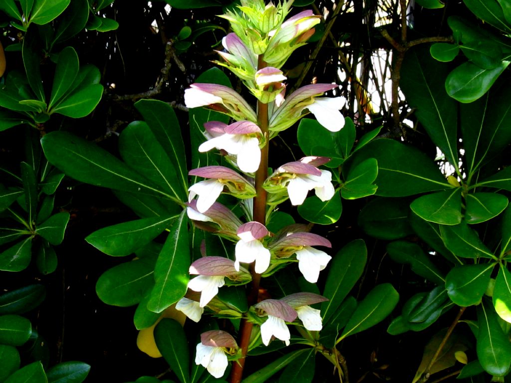 Orchidea?  No, Acanthus mollis (Acanthaceae)