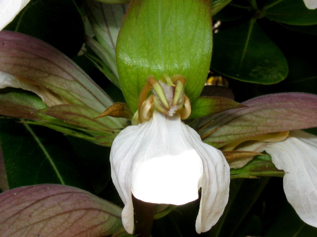 Orchidea?  No, Acanthus mollis (Acanthaceae)