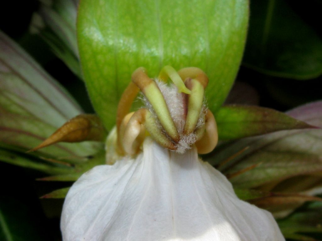 Orchidea?  No, Acanthus mollis (Acanthaceae)