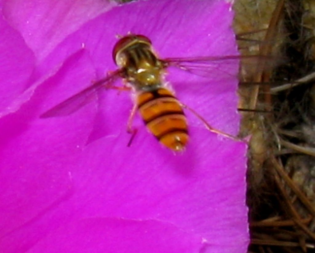 Episyrphus balteatus  di sesso...? maschile