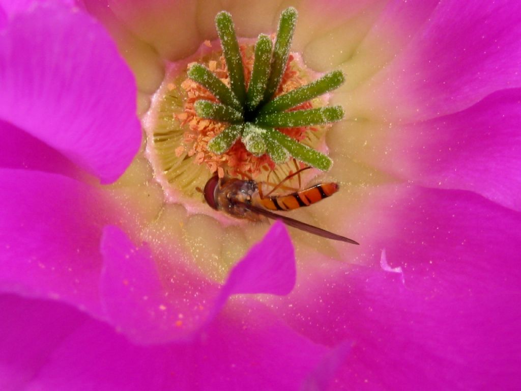 Episyrphus balteatus  di sesso...? maschile