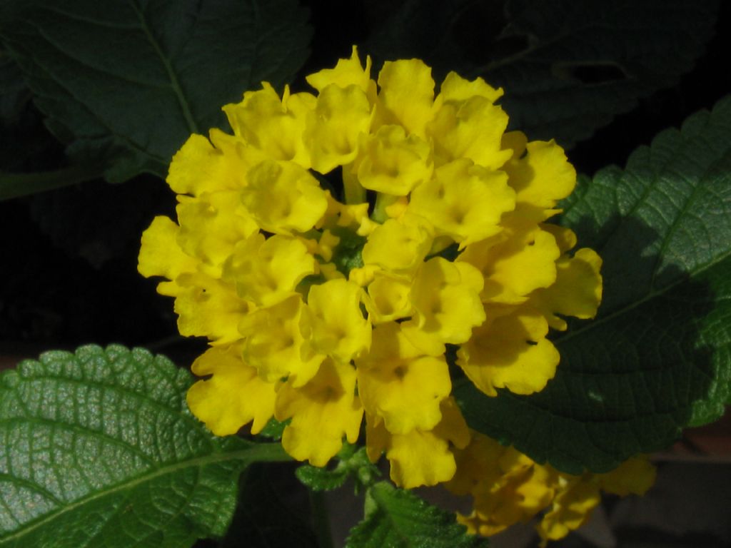 Lantana sp.
