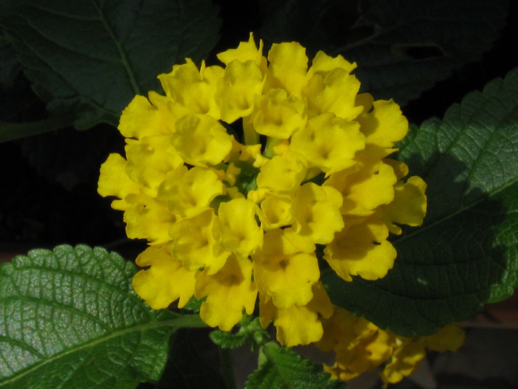 Lantana sp.