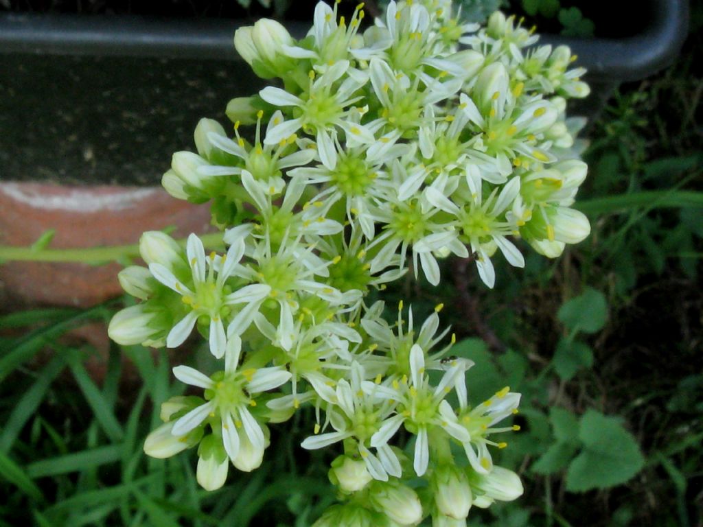 Petrosedum sediforme (ex Sedum sediforme)