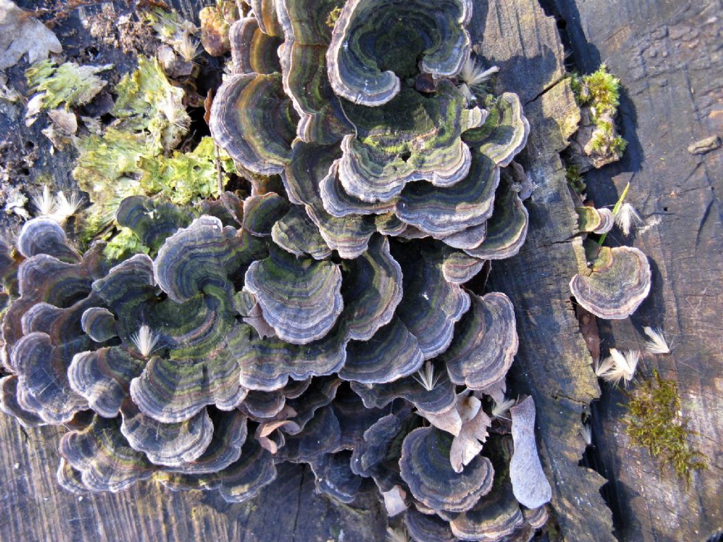 Trametes versicolor?