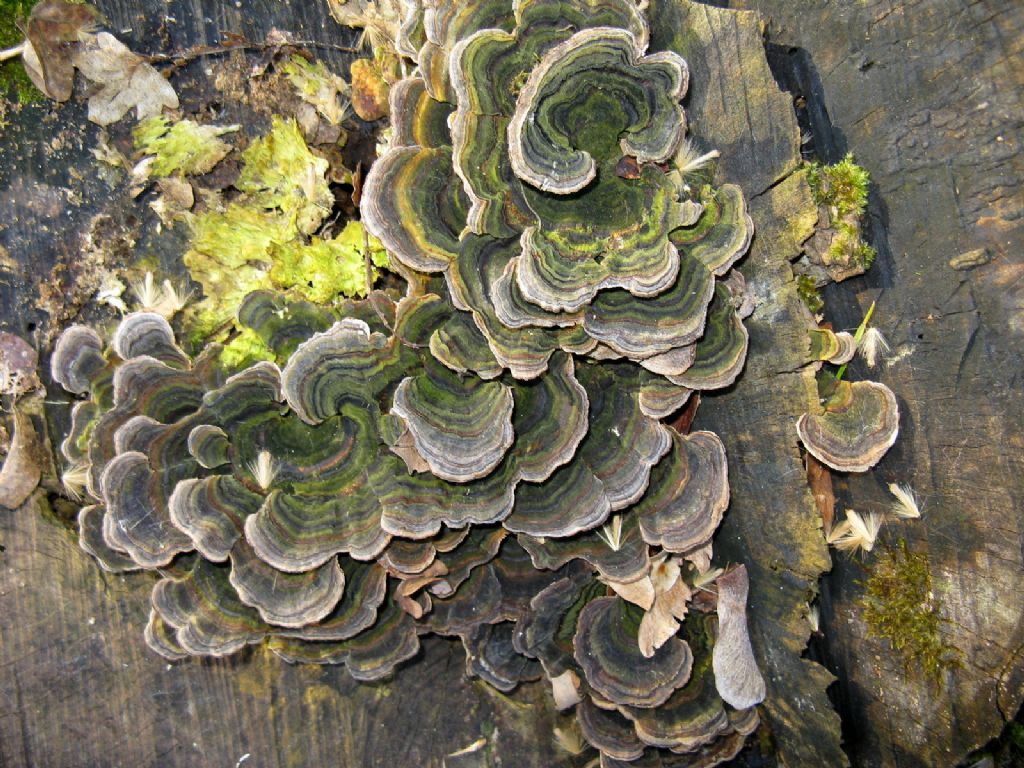 Trametes versicolor?