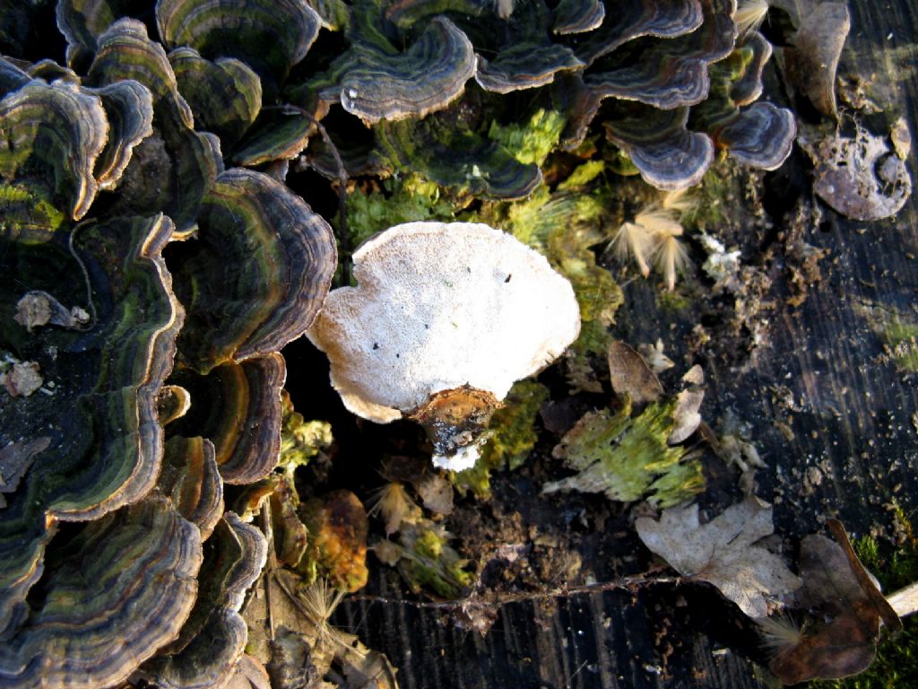 Trametes versicolor?