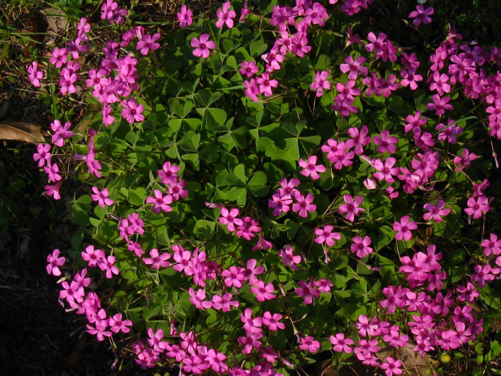 Oxalis?