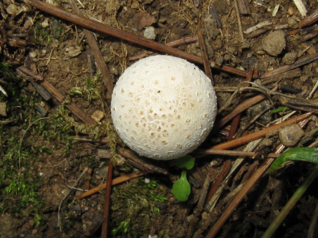 Fungo da identificare.