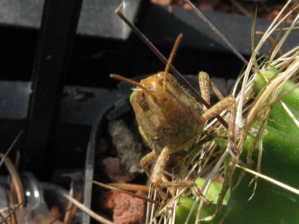 Acridiidae: cfr.Aiolopus strepens (da confermare)