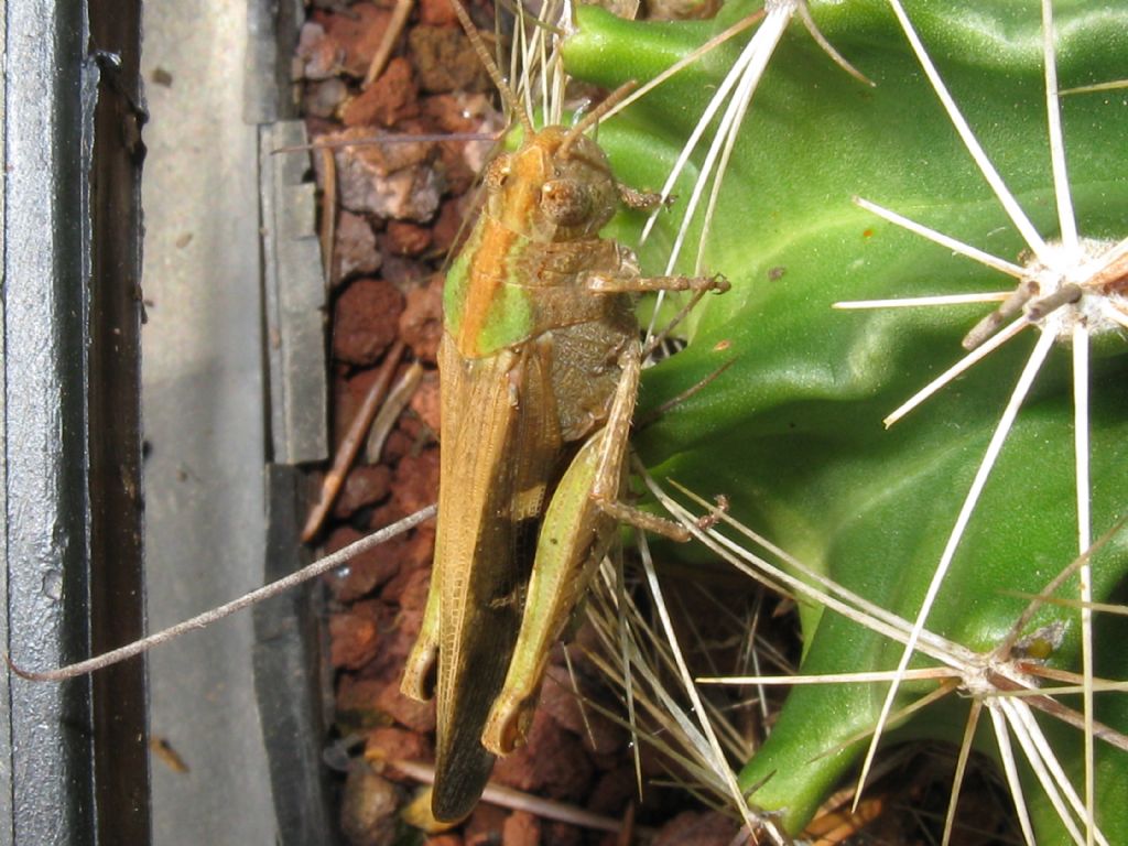 Acridiidae: cfr.Aiolopus strepens (da confermare)