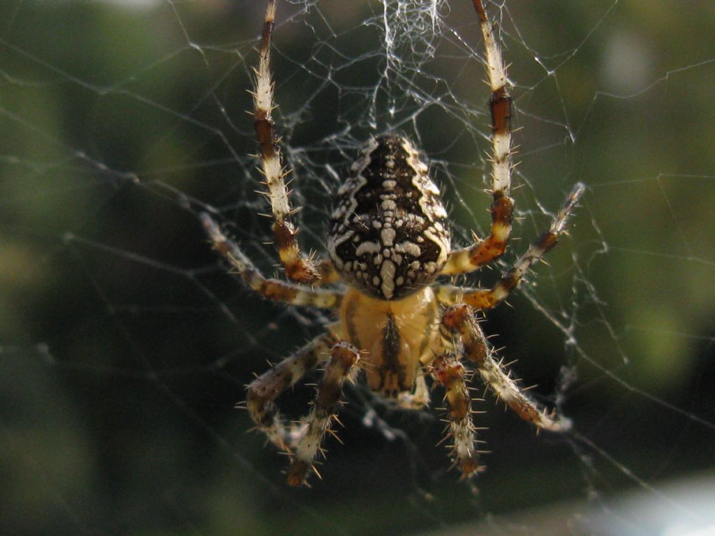 Araneus diadematus M o F?  F !