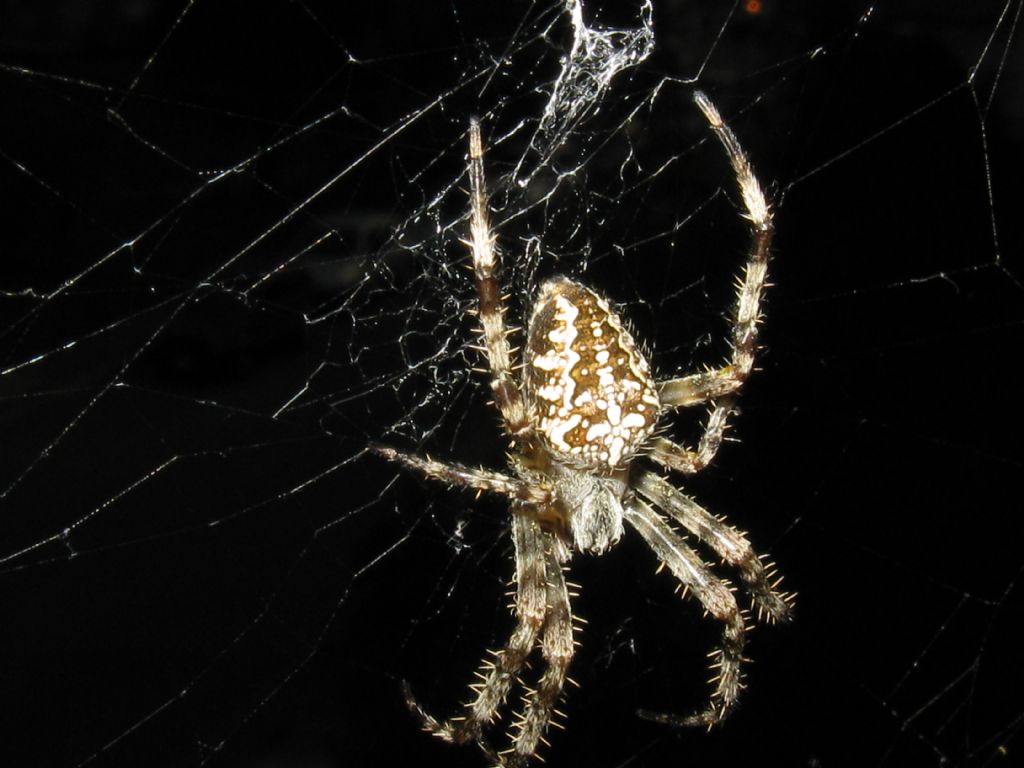 Araneus diadematus M o F?  F !