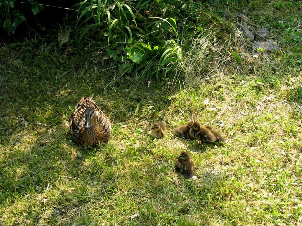 Una nuova famiglia in condominio...