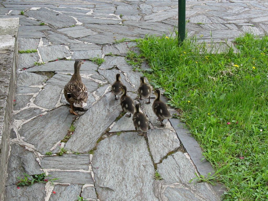 Una nuova famiglia in condominio...