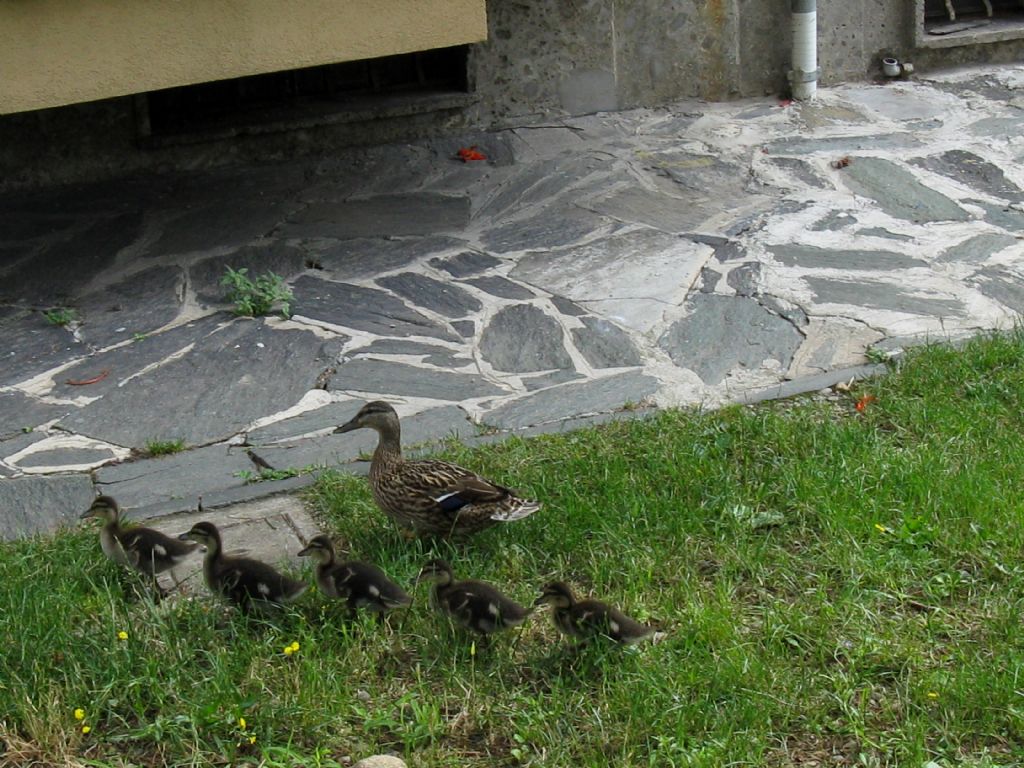 Una nuova famiglia in condominio...