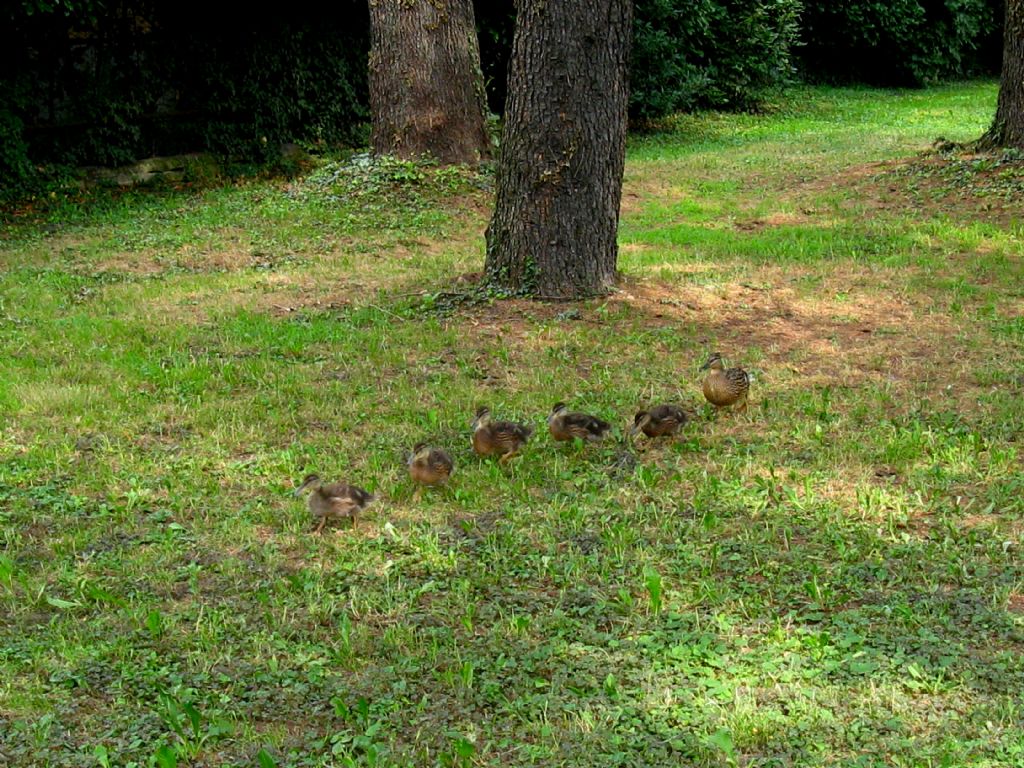 Una nuova famiglia in condominio...