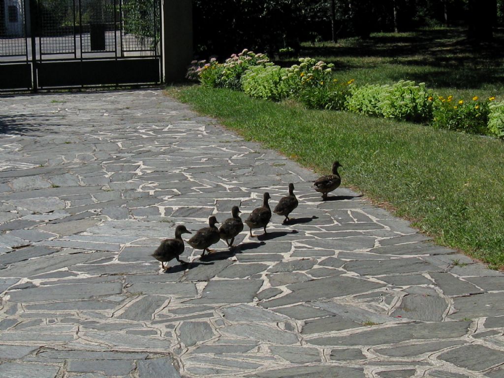 Una nuova famiglia in condominio...