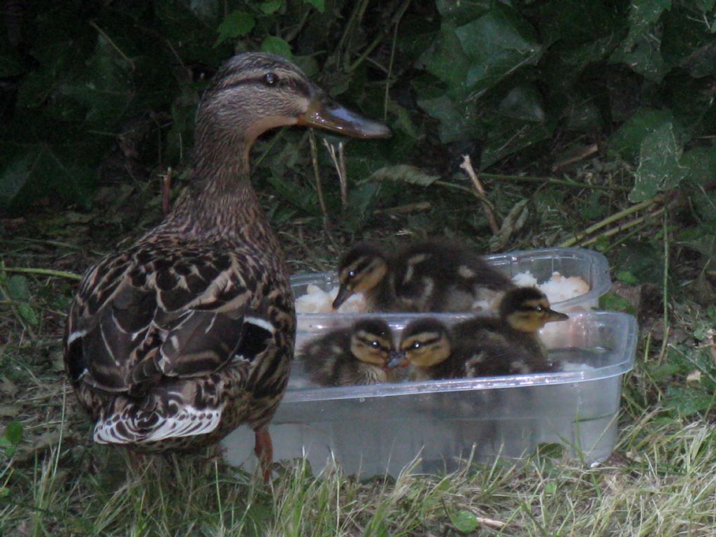 Una nuova famiglia in condominio...