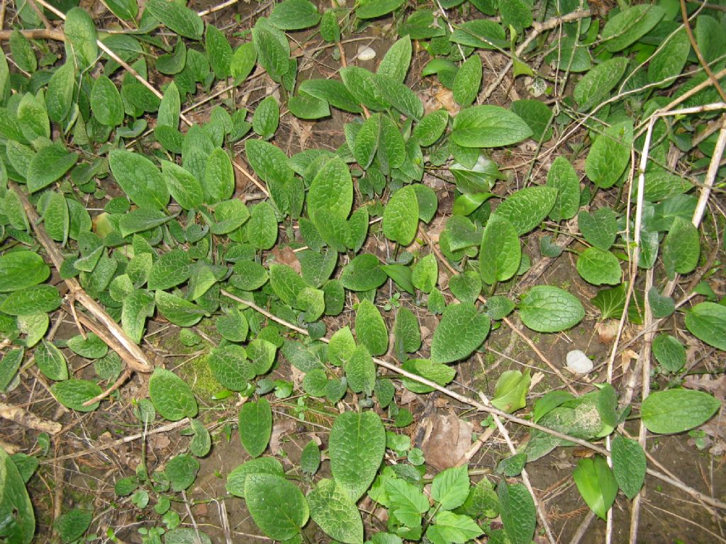 Symphytum tuberosum subsp. angustifolium (Boraginaceae)
