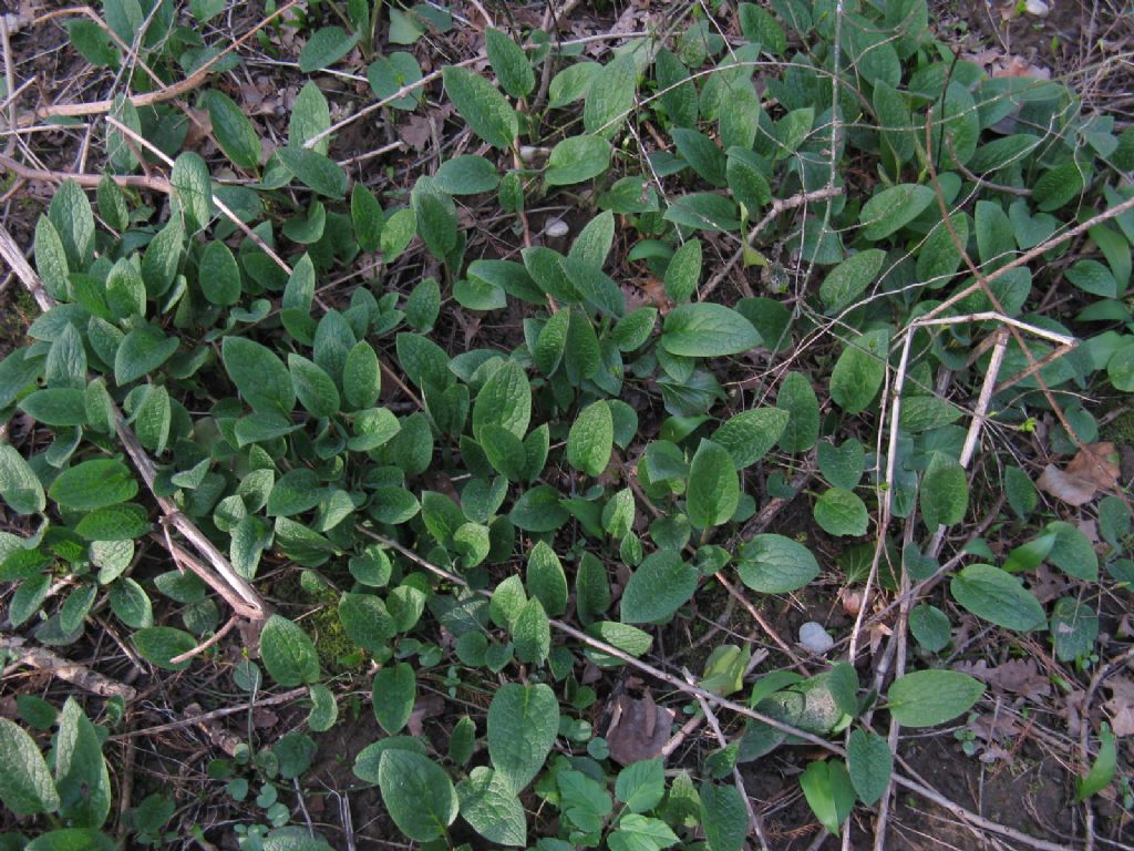 Symphytum tuberosum subsp. angustifolium (Boraginaceae)