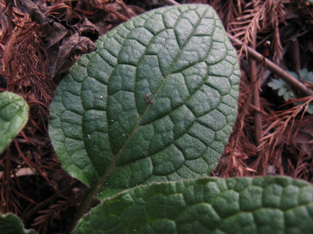 Symphytum tuberosum subsp. angustifolium (Boraginaceae)