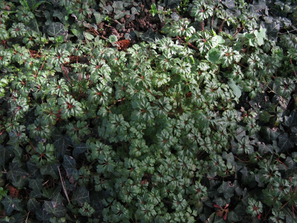 Geranium purpureum