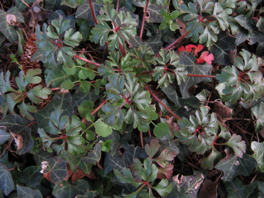 Geranium purpureum