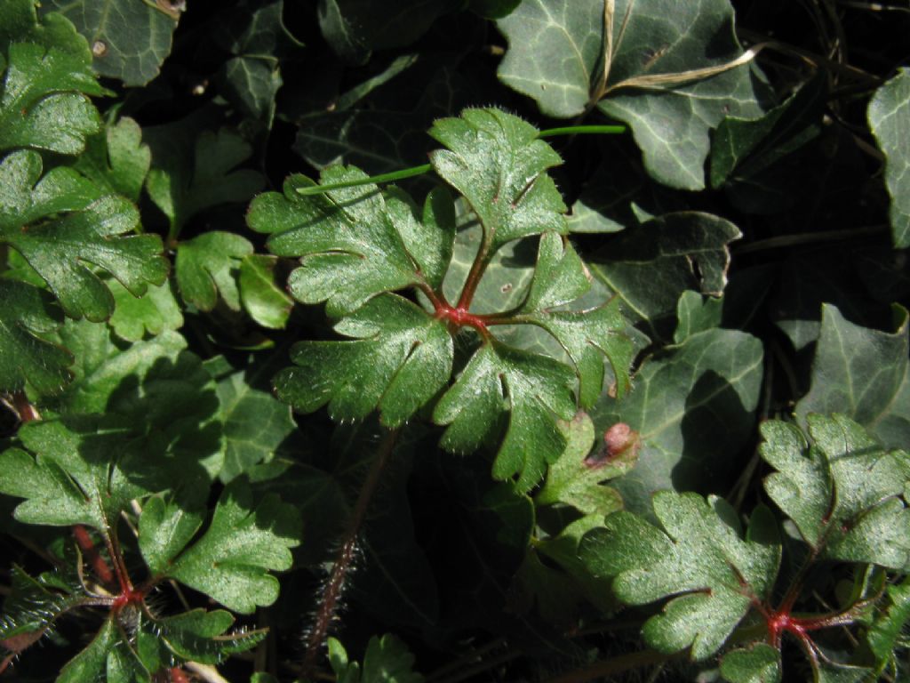 Geranium purpureum