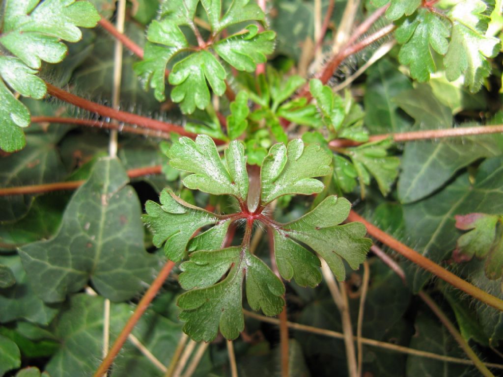 Geranium purpureum