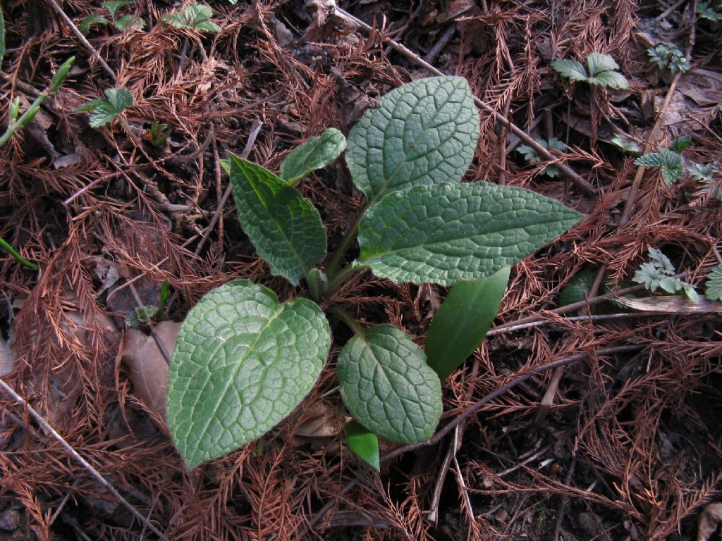 Symphytum tuberosum subsp. angustifolium (Boraginaceae)