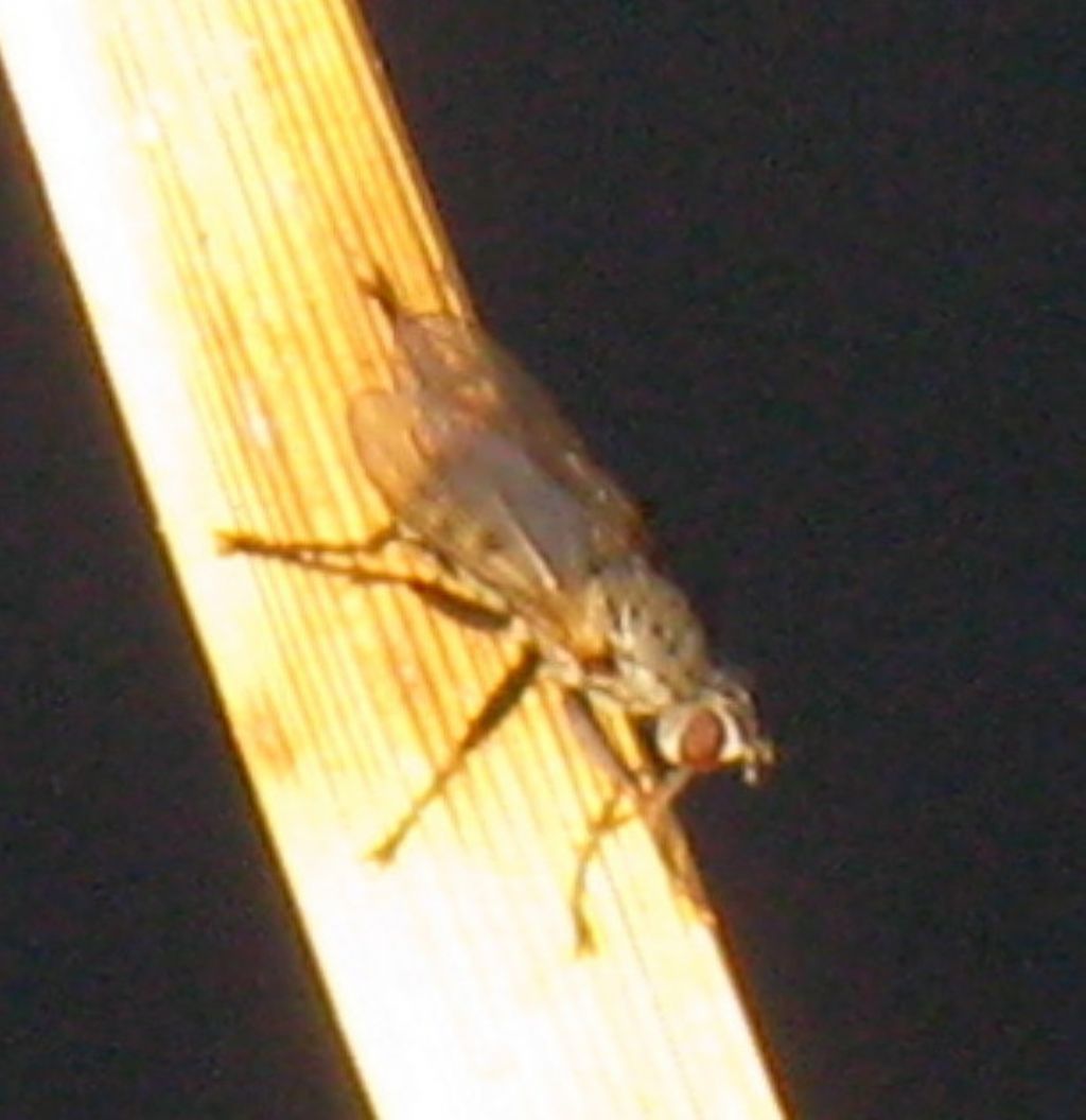 Dittero identificabile?