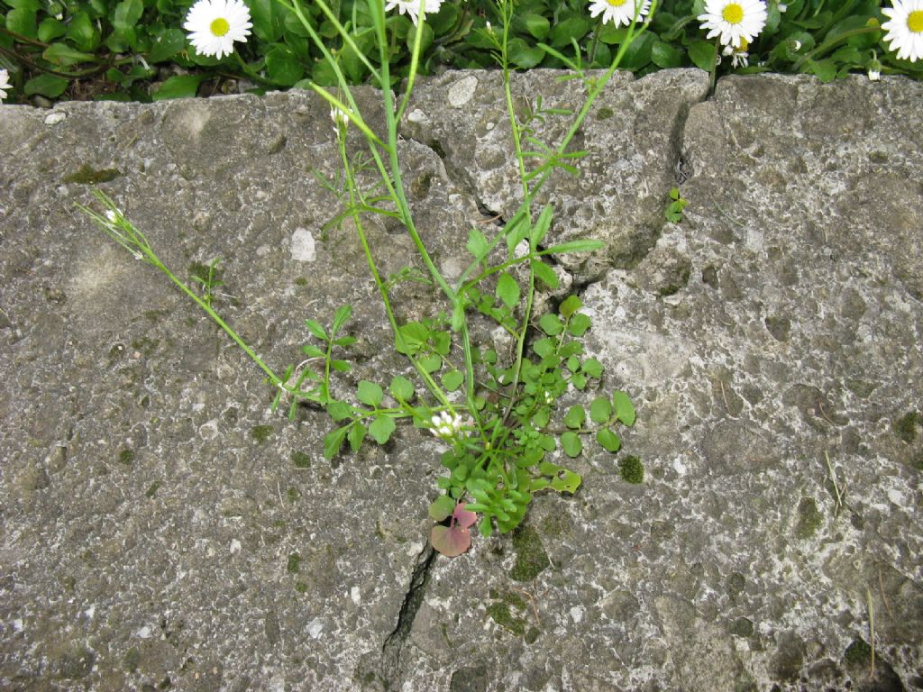 Una cardamine? S, Cardamine hirsuta