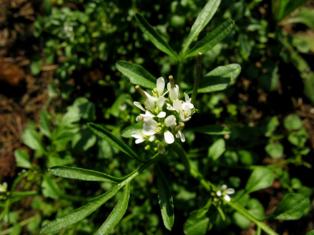 Una cardamine? S, Cardamine hirsuta