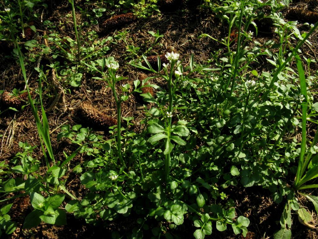 Una cardamine? S, Cardamine hirsuta