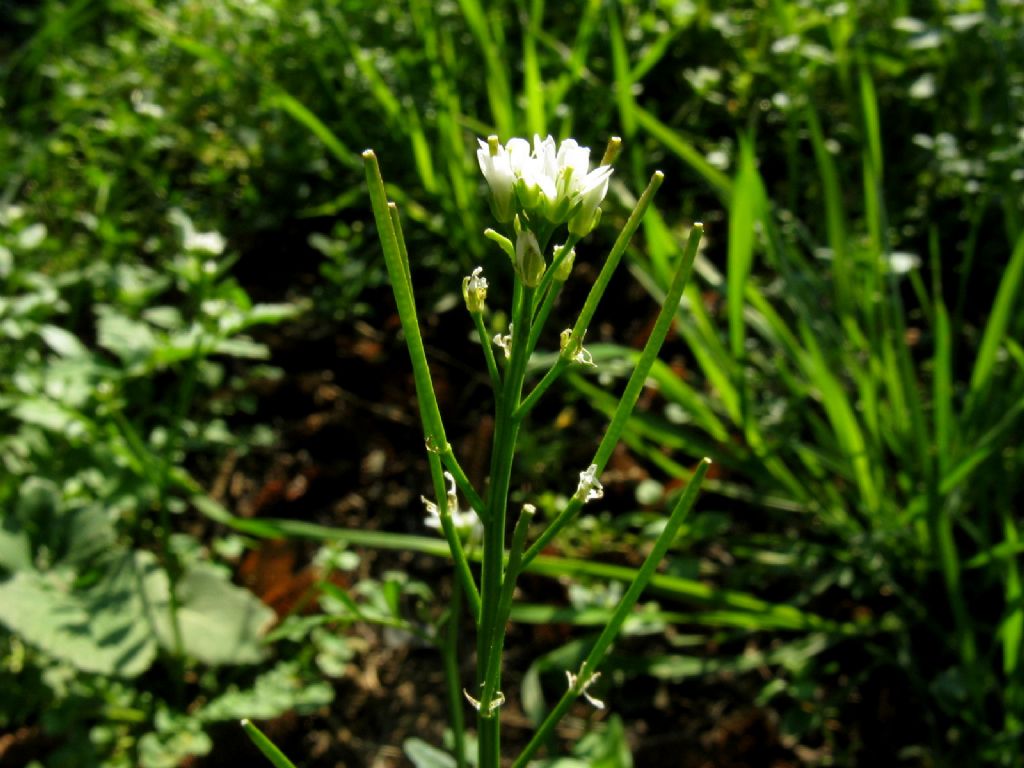 Una cardamine? S, Cardamine hirsuta