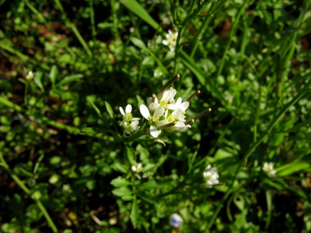 Una cardamine? S, Cardamine hirsuta