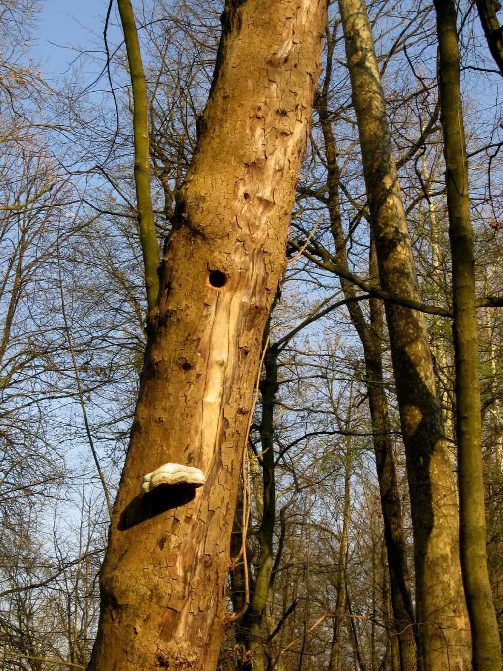 Fomes fomentarius?