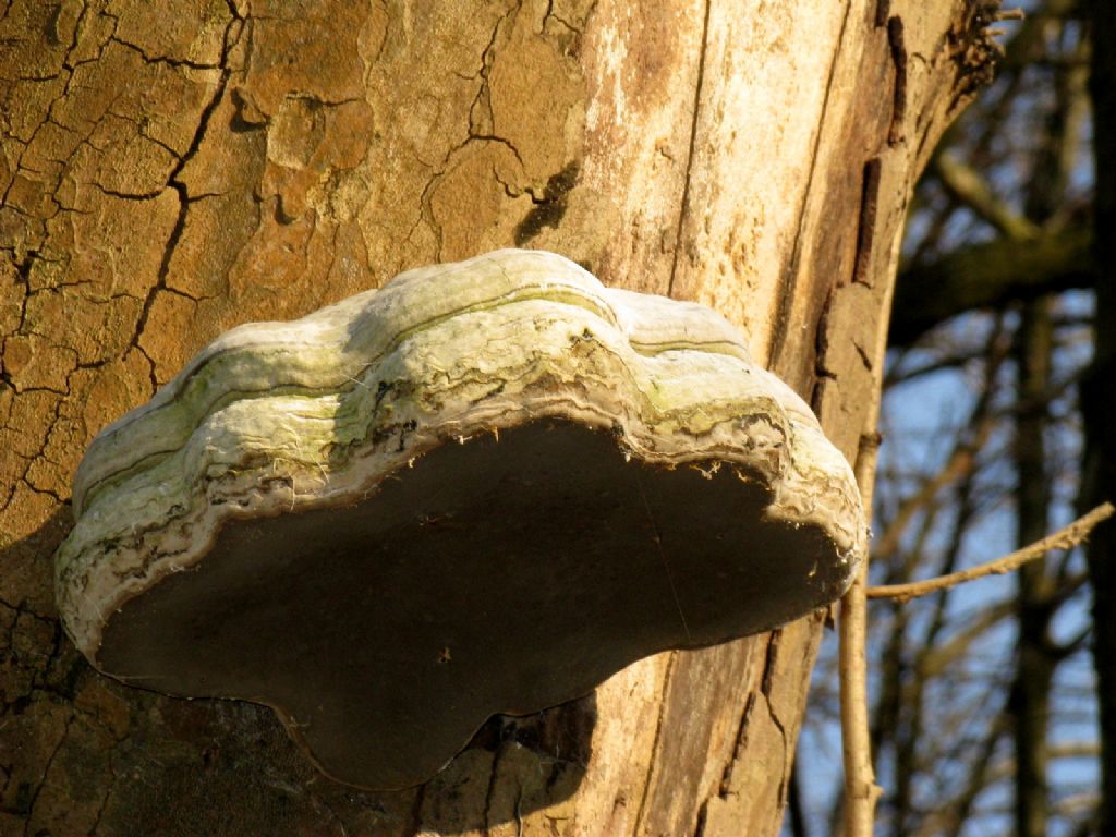 Fomes fomentarius?