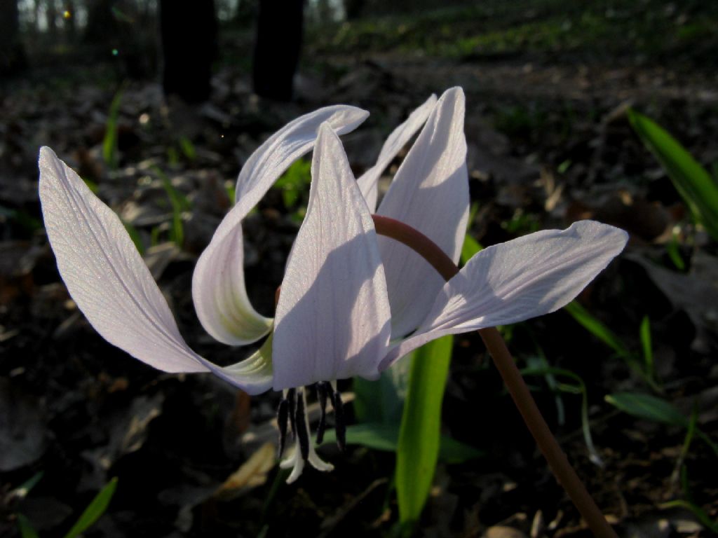 Erythronium dens-canis (Liliaceae)