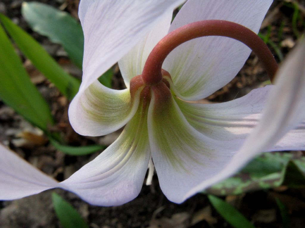 Erythronium dens-canis (Liliaceae)